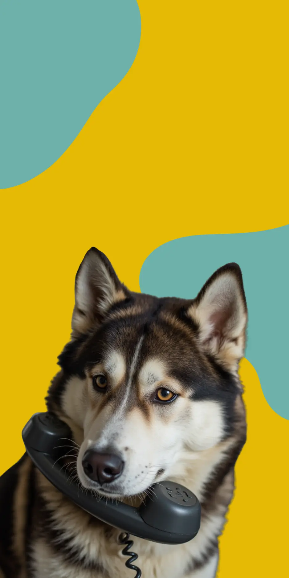 Petverse contact banner